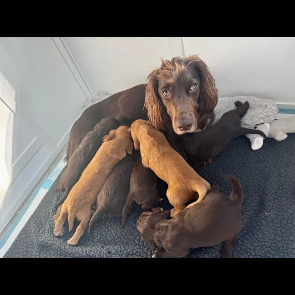 Cocker Spaniel (Working &amp; Show) - Both