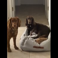 Cocker Spaniel (Working &amp; Show) - Both