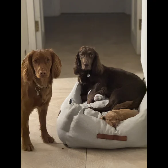 Cocker Spaniel (Working &amp; Show) - Both