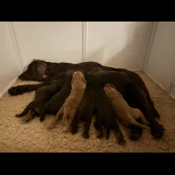 Cocker Spaniel (Working &amp; Show) - Both