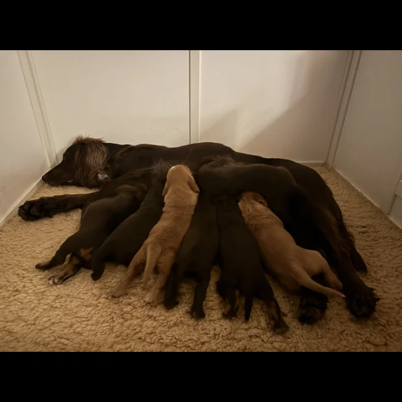 Cocker Spaniel (Working &amp; Show) - Both