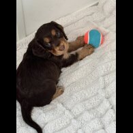 Cocker Spaniel (Working &amp; Show) - Both