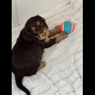 Cocker Spaniel (Working &amp; Show) - Both