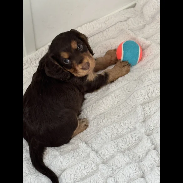 Cocker Spaniel (Working &amp; Show) - Both