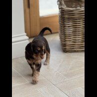 Cocker Spaniel (Working &amp; Show) - Both