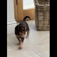 Cocker Spaniel (Working &amp; Show) - Both