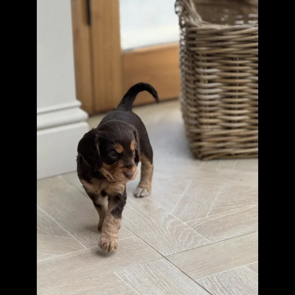 Cocker Spaniel (Working &amp; Show) - Both