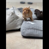 Cocker Spaniel (Working &amp; Show) - Both