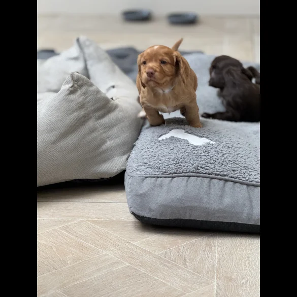 Cocker Spaniel (Working &amp; Show) - Both