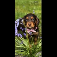 Cocker Spaniel (Working &amp; Show) - Both