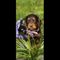 Cocker Spaniel (Working &amp; Show) - Both