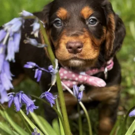 Cocker Spaniel (Working &amp; Show) - Both