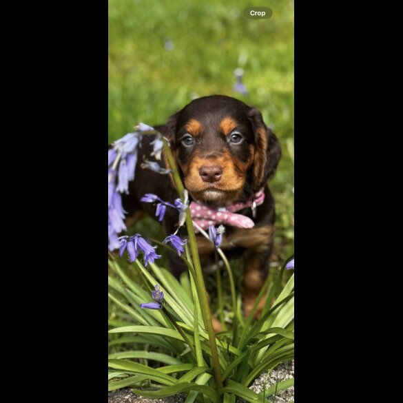 Cocker Spaniel (Working &amp; Show) - Both
