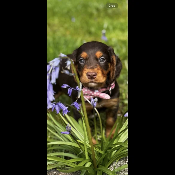 Cocker Spaniel (Working &amp; Show) - Both