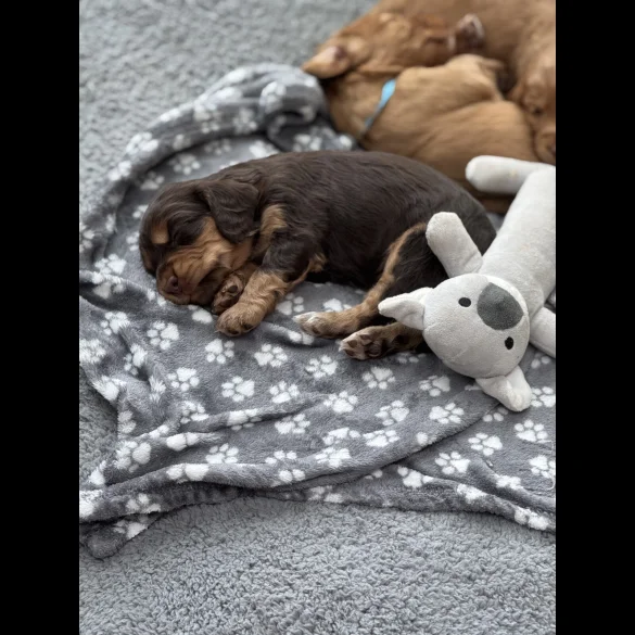Cocker Spaniel (Working &amp; Show) - Both