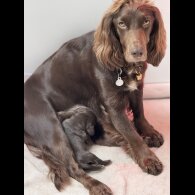 Cocker Spaniel (Working &amp; Show) - Both