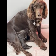 Cocker Spaniel (Working &amp; Show) - Both