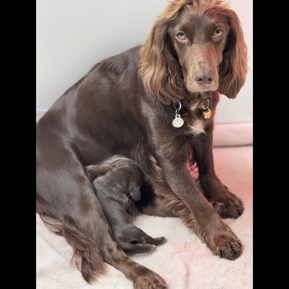 Cocker Spaniel (Working &amp; Show) - Both