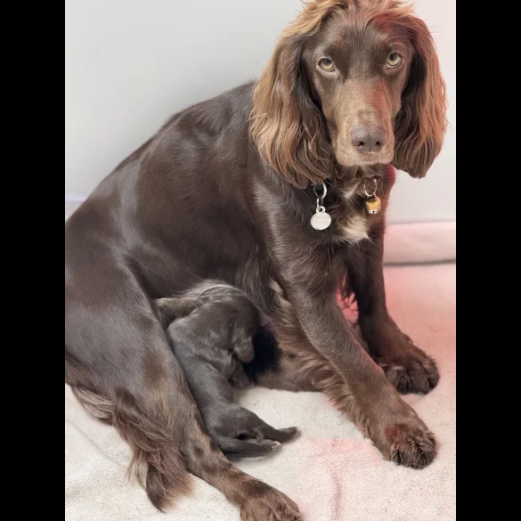 Cocker Spaniel (Working &amp; Show) - Both