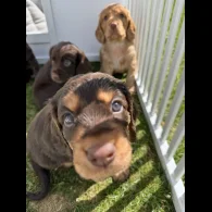 Cocker Spaniel (Working &amp; Show) - Both