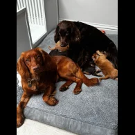Cocker Spaniel (Working &amp; Show) - Both