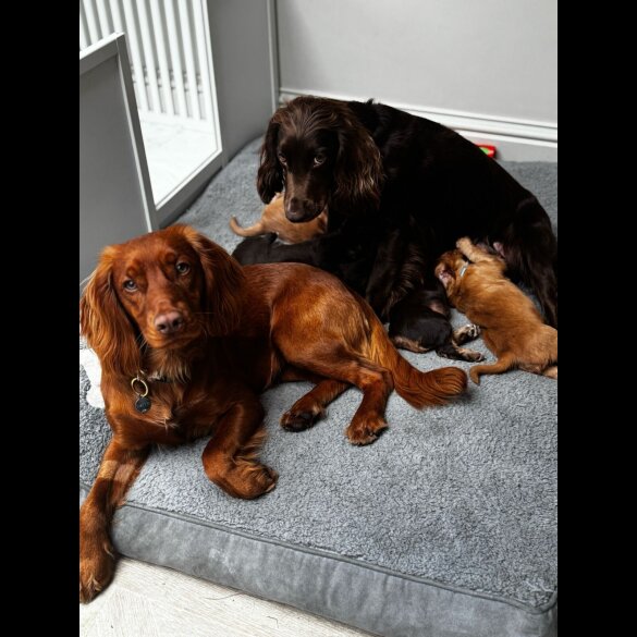 Cocker Spaniel (Working &amp; Show) - Both