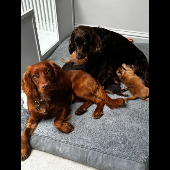 Cocker Spaniel (Working &amp; Show) - Both