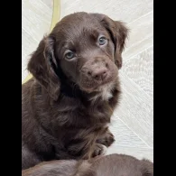 Cocker Spaniel (Working &amp; Show) - Both