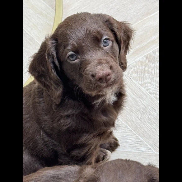 Cocker Spaniel (Working &amp; Show) - Both
