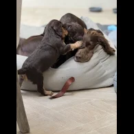 Cocker Spaniel (Working &amp; Show) - Both