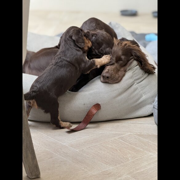 Cocker Spaniel (Working &amp; Show) - Both