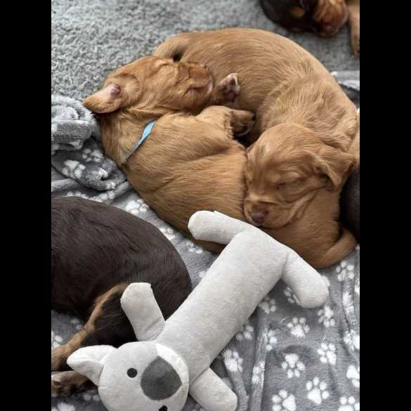 Cocker Spaniel (Working &amp; Show) - Both