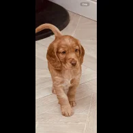 Cocker Spaniel (Working &amp; Show) - Both