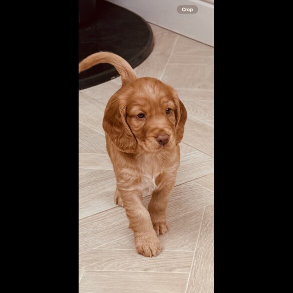 Cocker Spaniel (Working &amp; Show) - Both