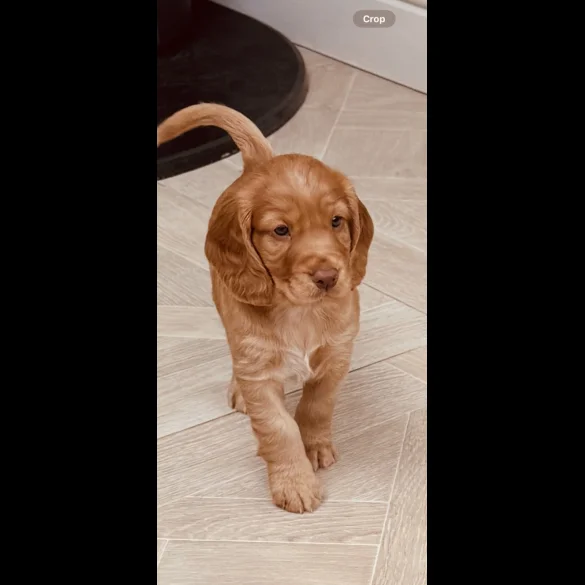 Cocker Spaniel (Working &amp; Show) - Both