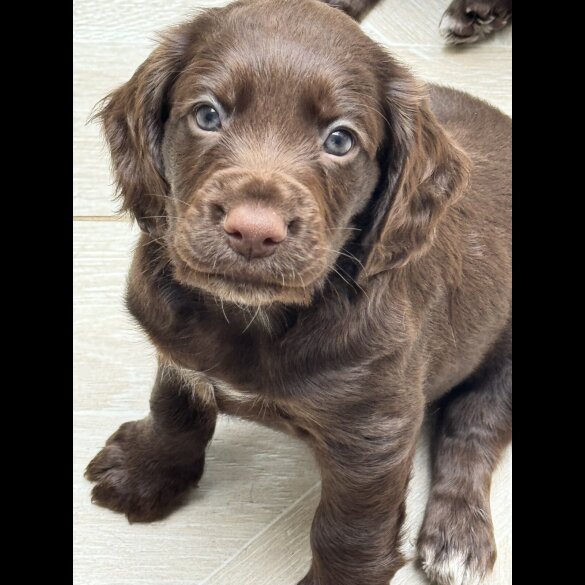 Cocker Spaniel (Working &amp; Show) - Both