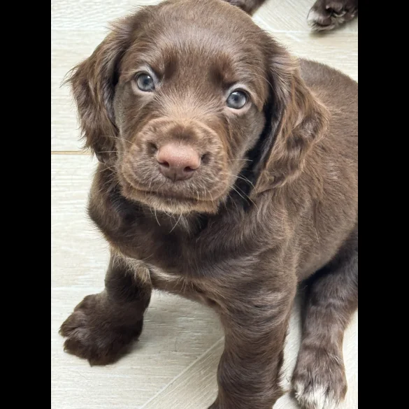 Cocker Spaniel (Working &amp; Show) - Both