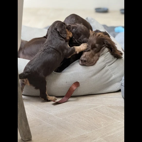 Cocker Spaniel (Working &amp; Show) - Both
