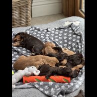 Cocker Spaniel (Working &amp; Show) - Both