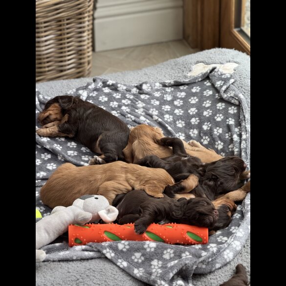 Cocker Spaniel (Working &amp; Show) - Both