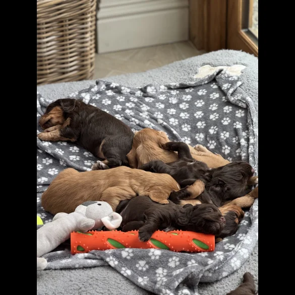Cocker Spaniel (Working &amp; Show) - Both