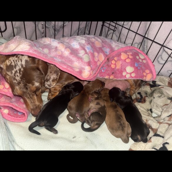 Dachshund (Standard &amp; Miniature) - Both