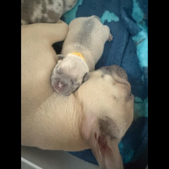 French Bulldog - Both