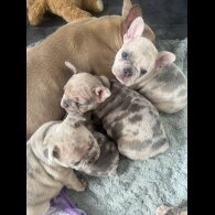 French Bulldog - Both