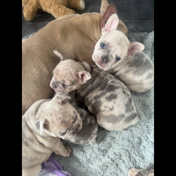 French Bulldog - Both