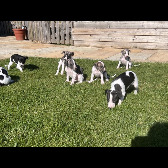 Whippet - Both