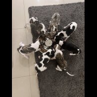 Whippet - Both