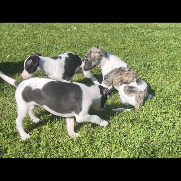 Whippet - Both