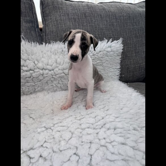 Whippet - Both