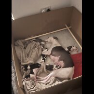 Whippet - Both
